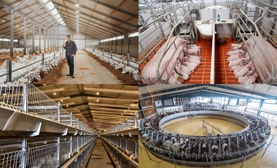 養(yǎng)豬場設(shè)備UWB模組高精度定位相關(guān)知識介紹